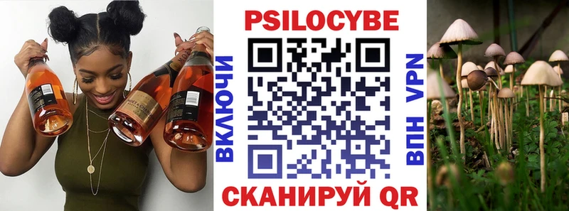 наркошоп  Тайга  Галлюциногенные грибы Psilocybe 